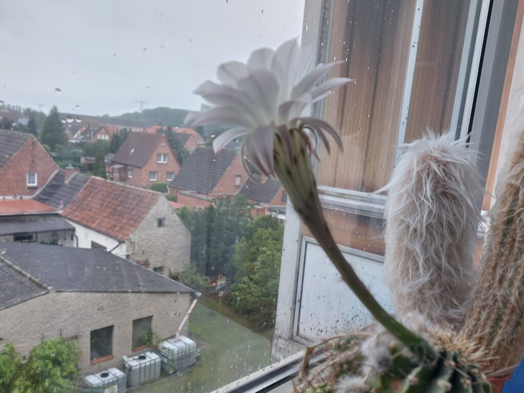 Kaktusblüte