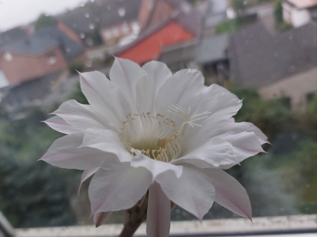 Kaktusblüte