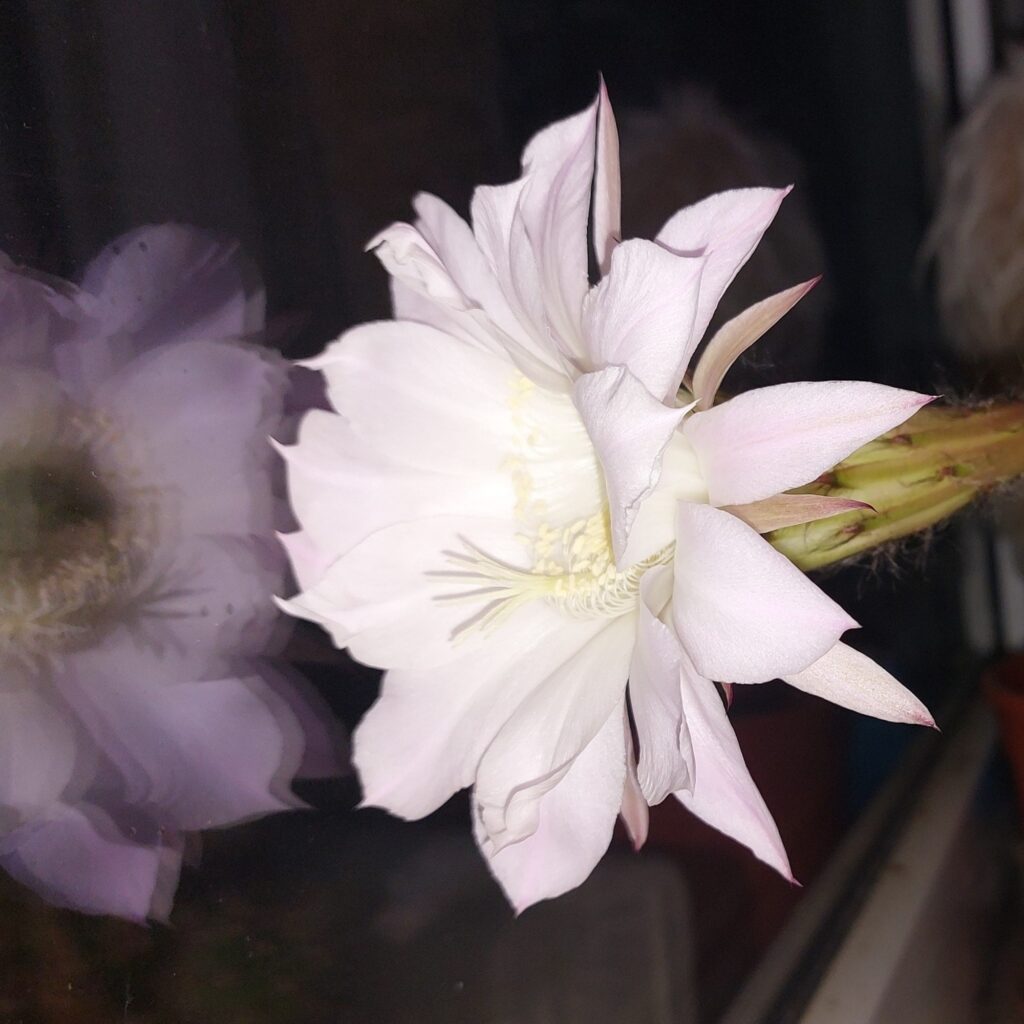 Kaktusblüte bei Nacht 2026