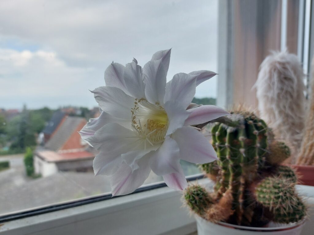 Kaktusblüte 2026