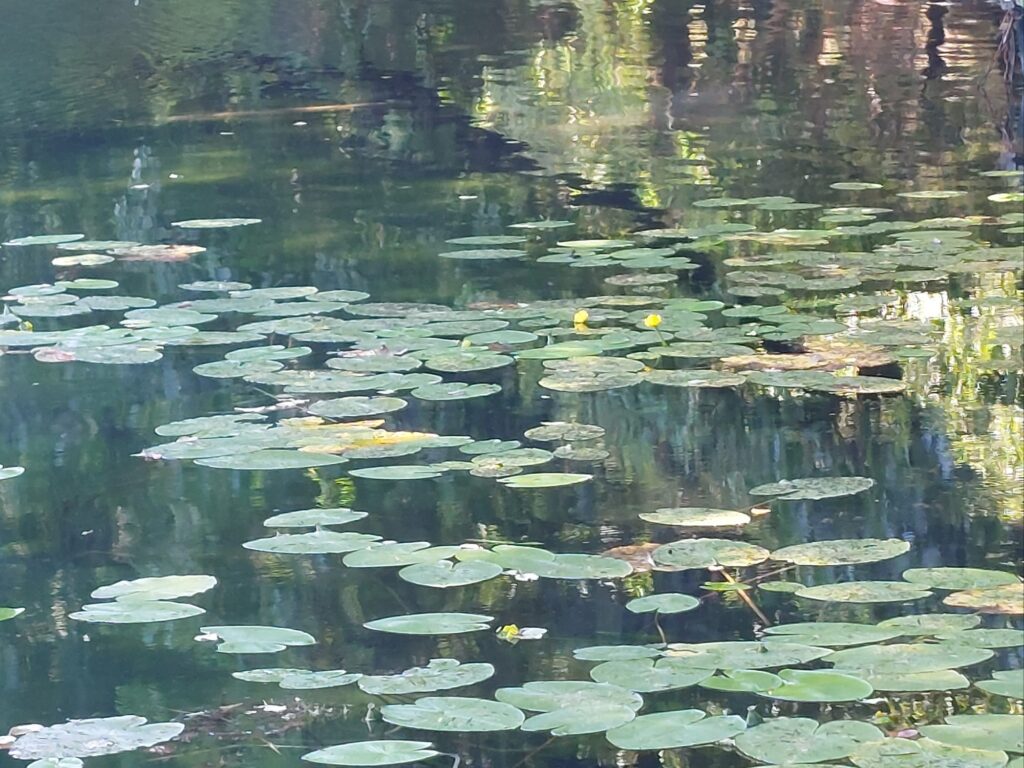 Seerose, aber nicht Teich
