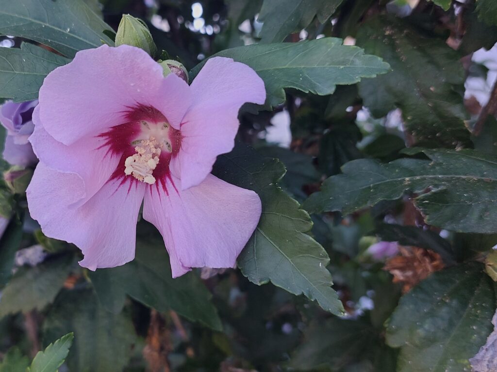 Schöne Blüte vorm Haus